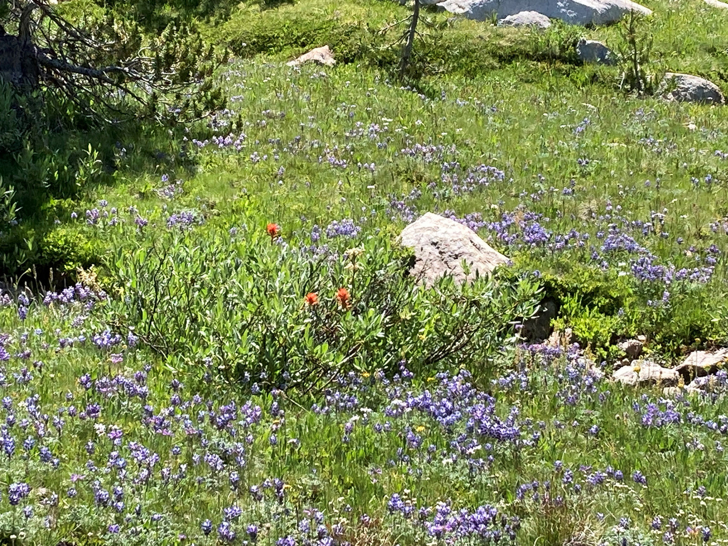 MT. ROSE PEAK TRAIL