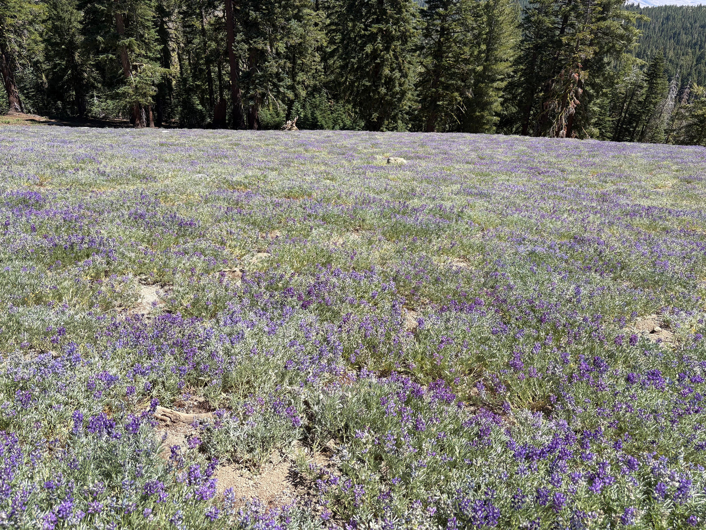 CASTLE PEAK/BASIN PEAK LOOP