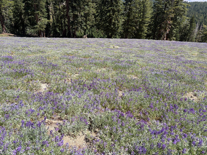 CASTLE PEAK/BASIN PEAK LOOP